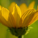 Yellow flower by dawnbjohnson2