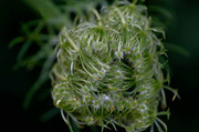 23rd Apr 2020 - Opening of Queen Anne's Lace