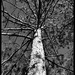 Tree 19 by edorreandresen