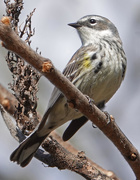 20th Apr 2020 - Yellow-rumped Warbler