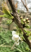 19th Mar 2020 - Blossom and buds...