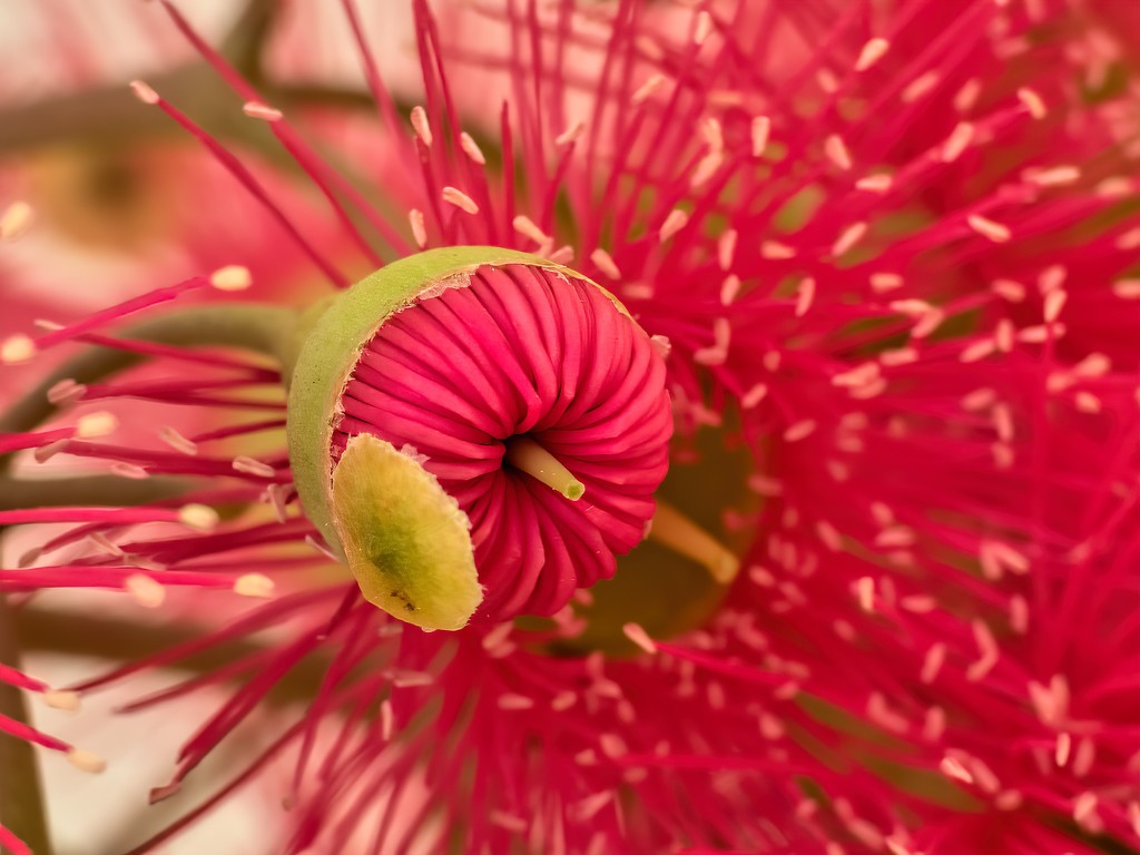 Gum flowers by ludwigsdiana