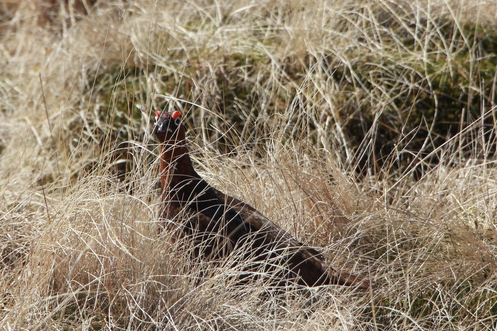 Red Grouse on the Moor by jamibann