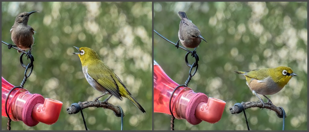 Squabbling at the feeder by ludwigsdiana