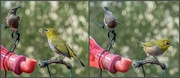 20th Apr 2020 - Squabbling at the feeder