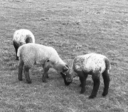31st Mar 2020 - Spring lambs....