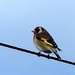 Goldfinch by g3xbm