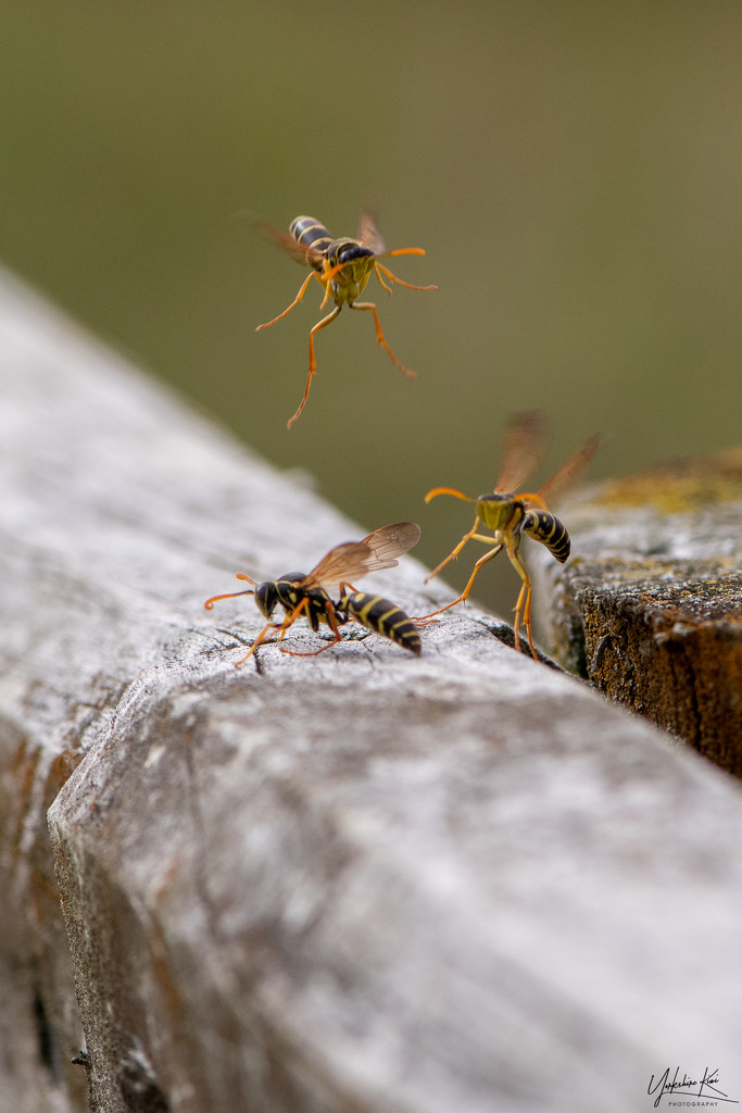 Flight of the Wasps by yorkshirekiwi