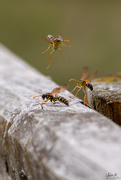 20th Apr 2020 - Flight of the Wasps