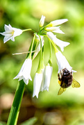20th Apr 2020 - Busy bee