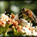 Bee by bybri