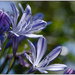 Agapanthus (Blue) by chikadnz