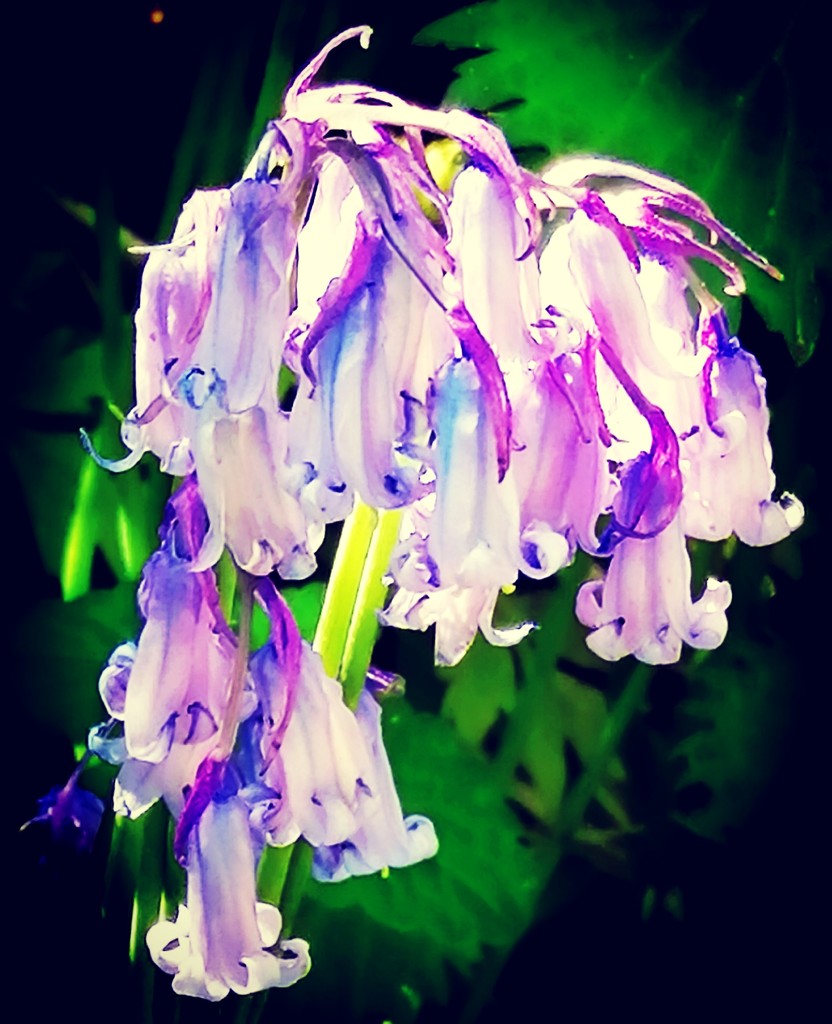 Bluebell by flowerfairyann