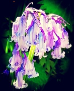 20th Apr 2020 - Bluebell