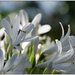 Agapanthus (White) by chikadnz