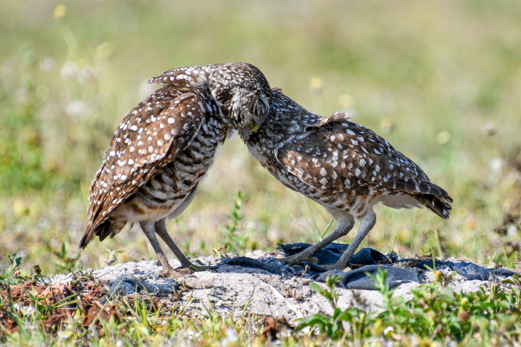 Hugging owls by danette