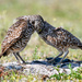 Hugging owls by danette