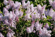 20th Apr 2020 - Lilac