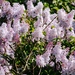 Lilac by mattjcuk