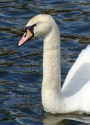 20th Apr 2020 - Mute Swan