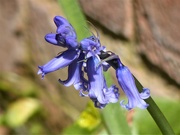 20th Apr 2020 -  Bluebell in the Garden