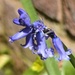  Bluebell in the Garden by susiemc