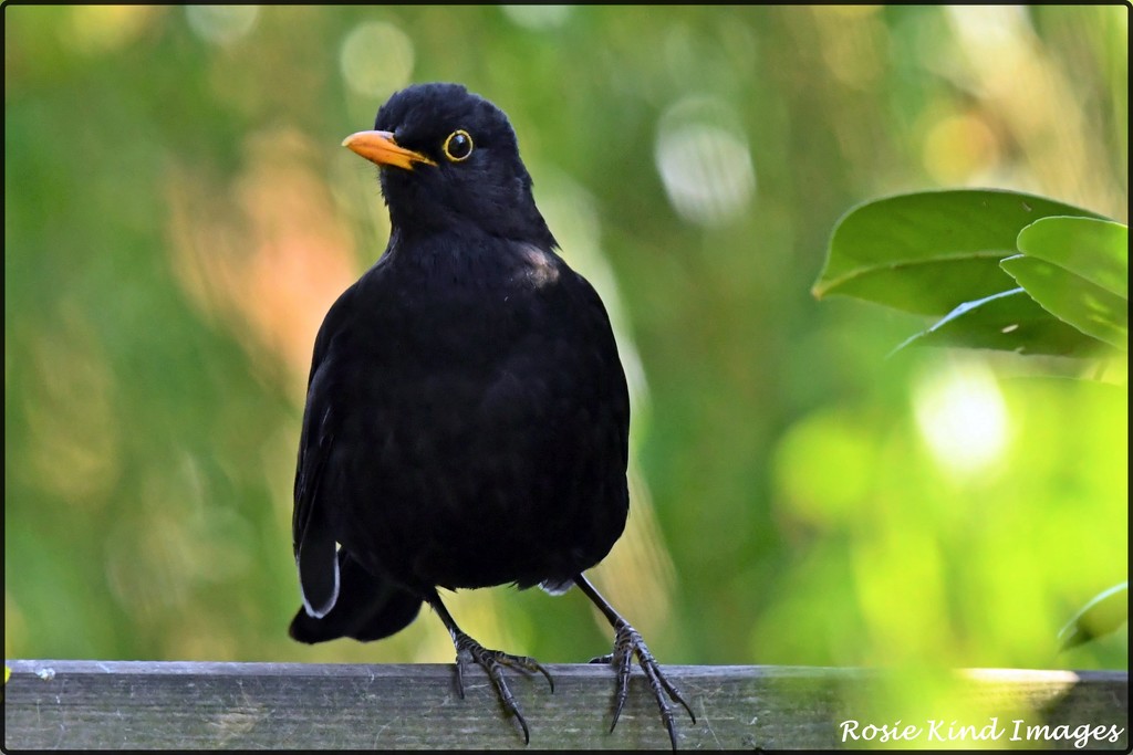 Bobbie blackbird by rosiekind