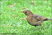 20th Apr 2020 - One of the fledglings