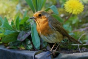 20th Apr 2020 - SPRING ROBIN