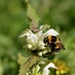 BEE ON DEAD NETTLE by markp