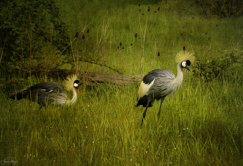 East African Crowned Crane  by jgpittenger