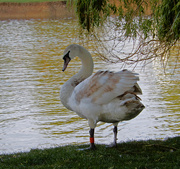 17th Apr 2020 - Early morning swan