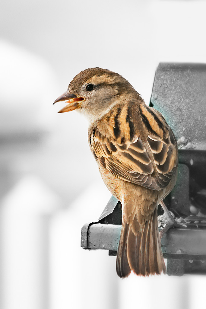 sparrow at the feeder by jernst1779