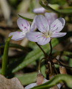 20th Apr 2020 - Virginia spring beauty 
