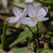 Virginia spring beauty  by rminer