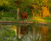 20th Apr 2020 - Cow and reflection