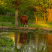 Cow and reflection by leonbuys83