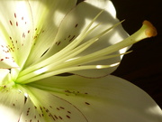 19th Apr 2020 - Lily (lit up)