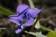 20th Apr 2020 - marsh blue violet