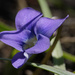 marsh blue violet by rminer