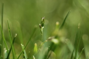 20th Apr 2020 - Blades of Grass