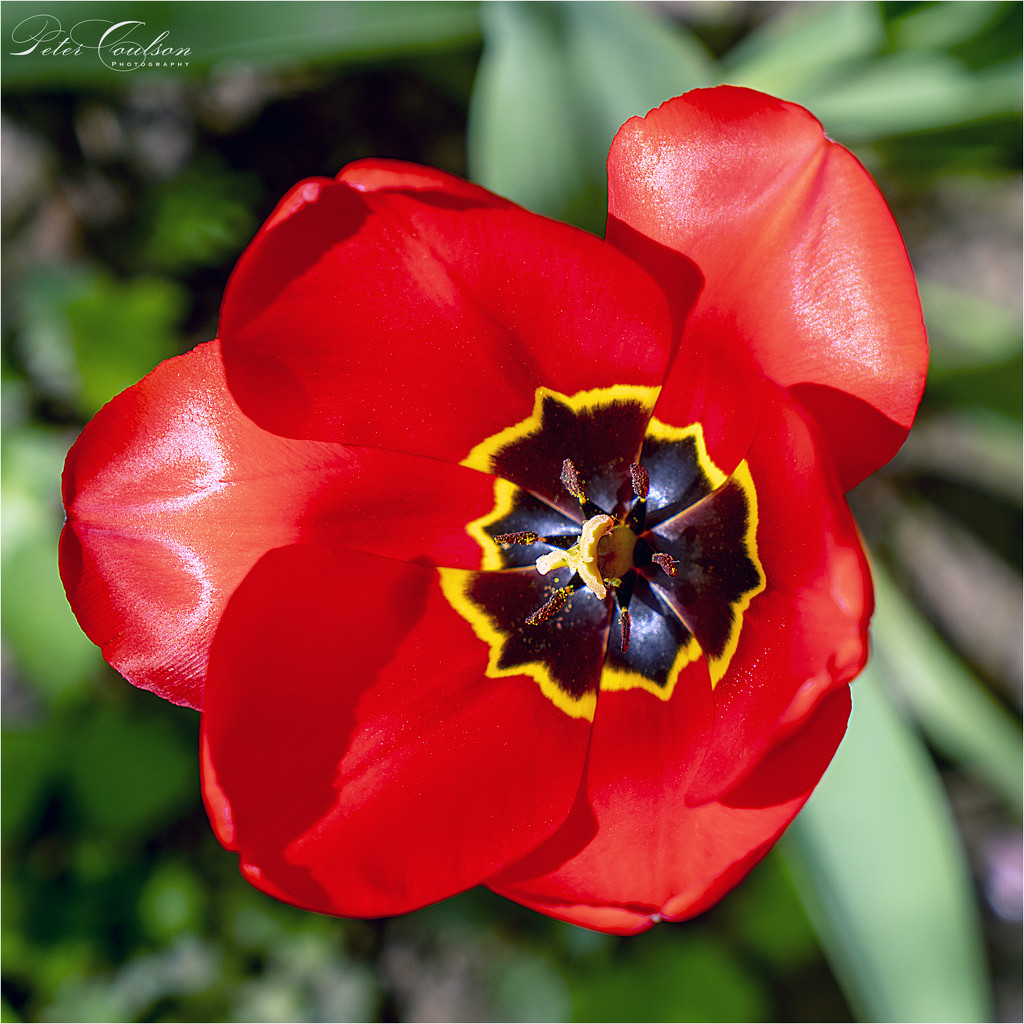 Red Tulip by pcoulson