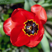 20th Apr 2020 - Red Tulip