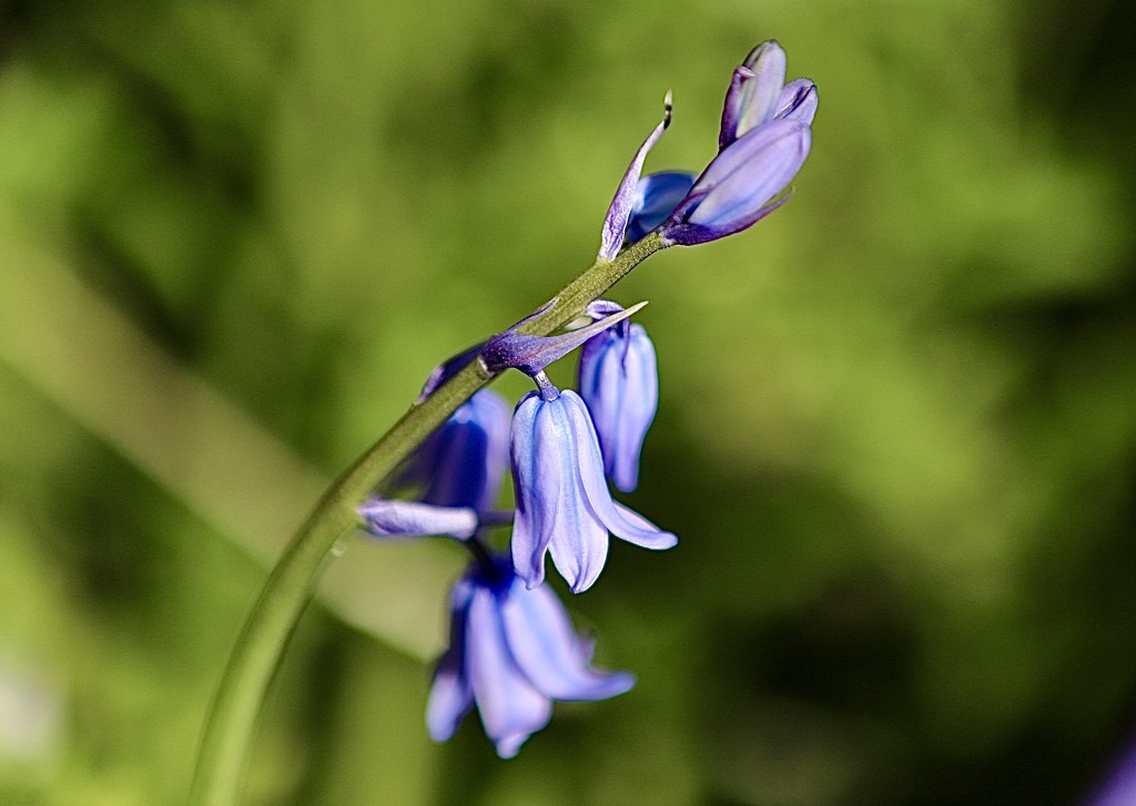 Bluebell by carole_sandford