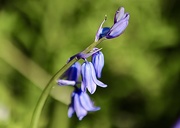 20th Apr 2020 - Bluebell