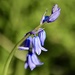 Bluebell by carole_sandford