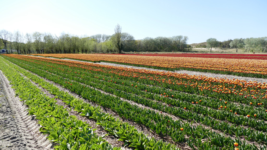 typical Dutch Spring Landscape by marijbar