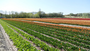 20th Apr 2020 - typical Dutch Spring Landscape