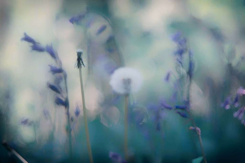 Dandelion Dreams by fbailey
