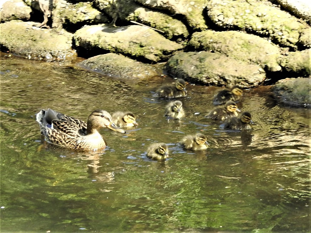 Mallard and Ducklings by oldjosh